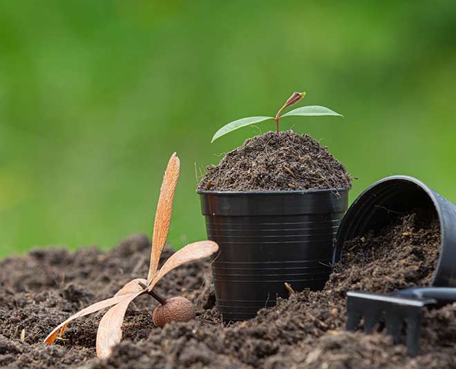 insulin plant at home