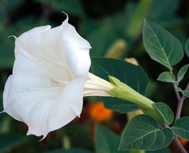know datura flower natural insect spray