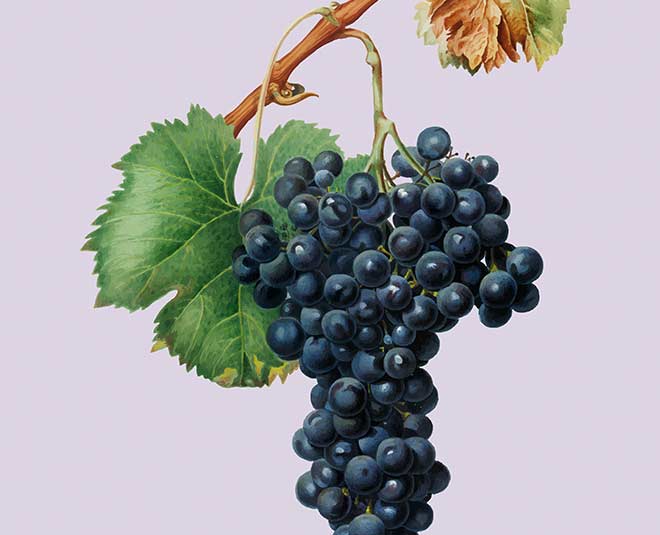 know health benefits of black grapes