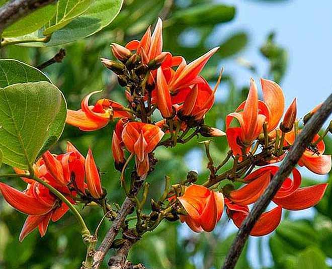 know palash flower health benefits