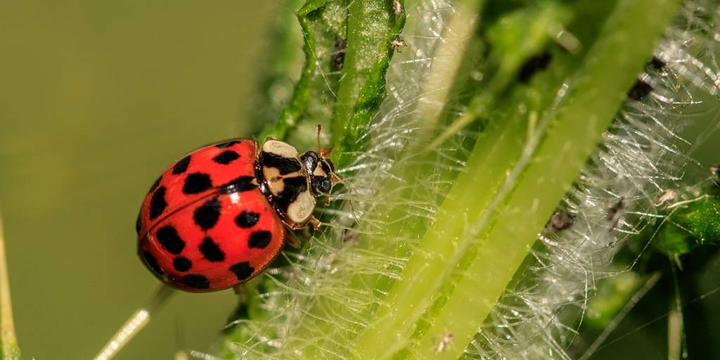 how-to-get-rid-of-ladybugs-in-house-in-hindi