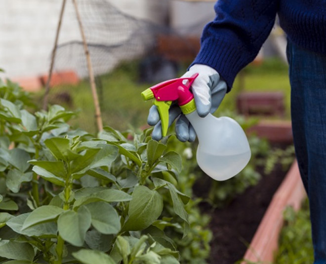 liquid dish soap for plants
