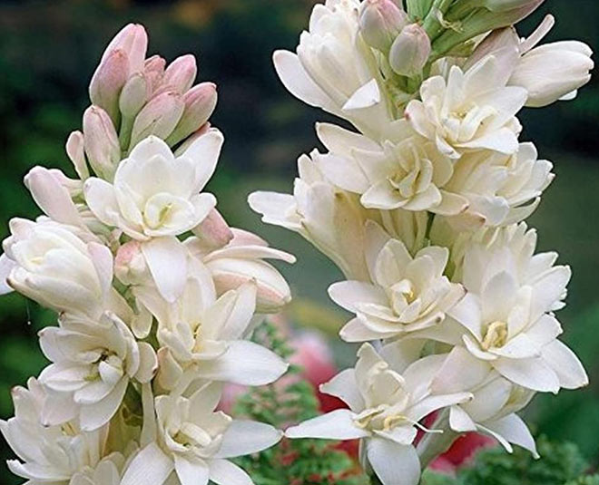 make rajnigandha flower room freshener spray