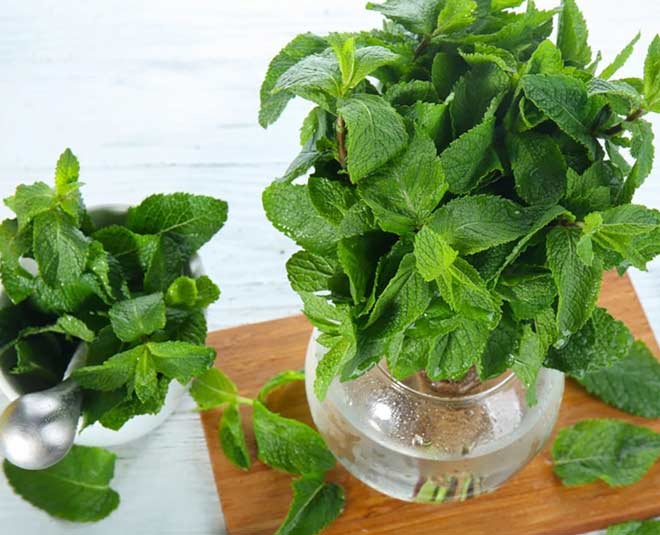 mint storing in water
