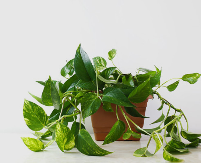 money plant for positivity