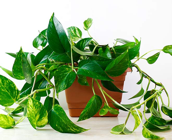 money plant in main gate