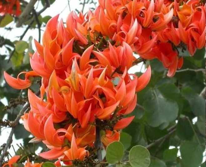 Palash Flower Health Benefits In Hindi palash flower health benefits