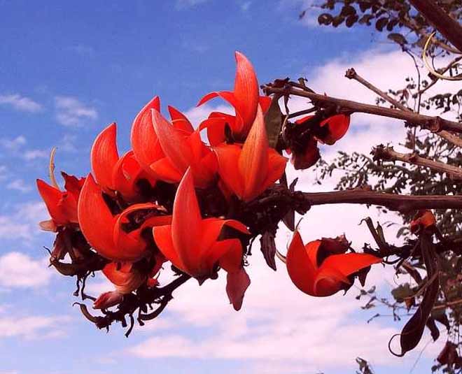 palash flower health benefits for fever