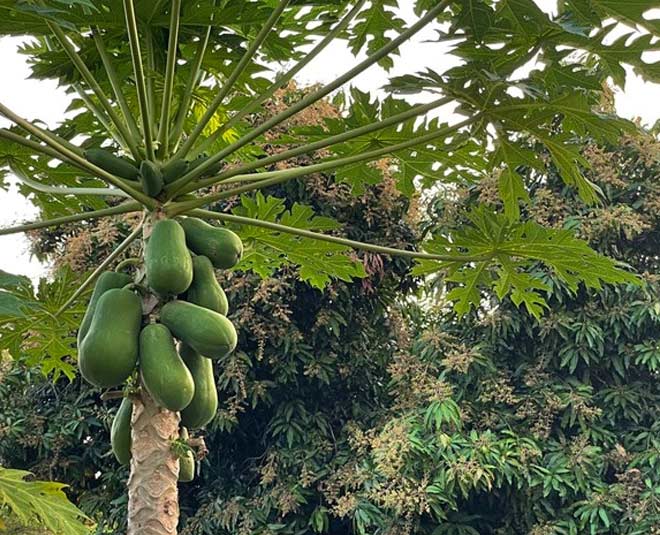 Papaya Tree