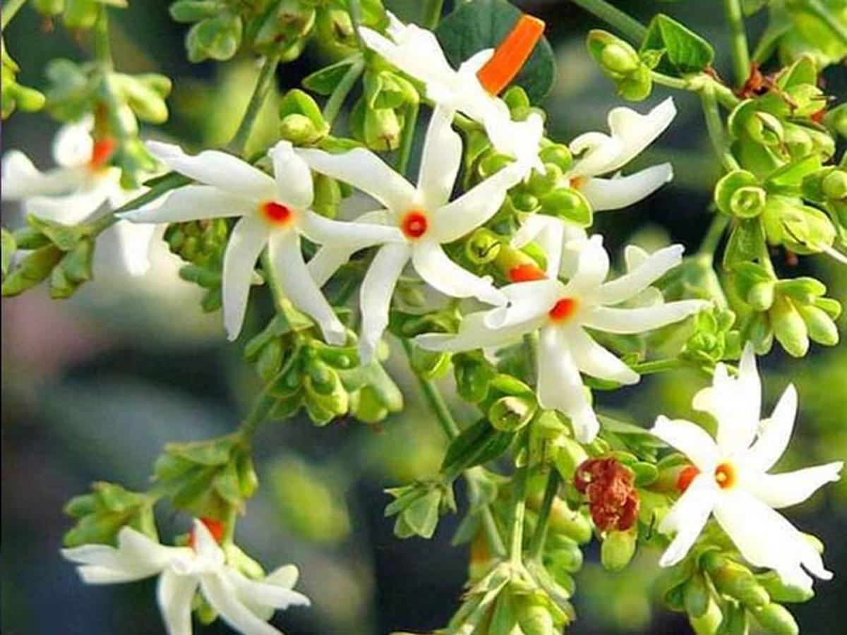 Benefits Of Parijat Plant How To Grow It At Home