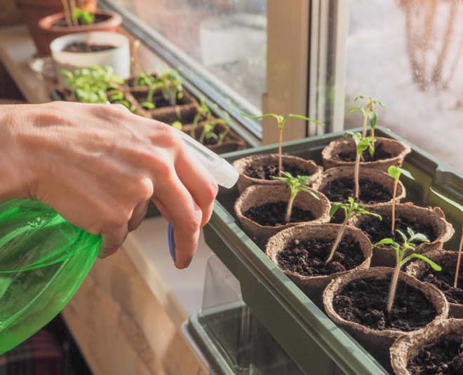 redchilli water plant