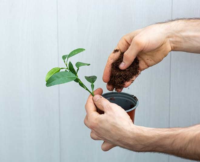 remove insat of  plants