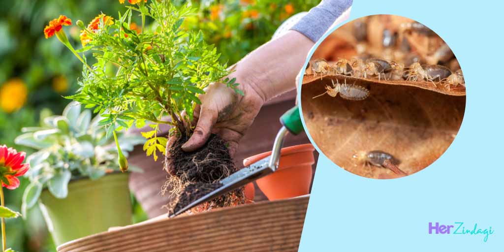 How To Save Plants From Termitesदीमक से मर जाता है पौधा, बचाने के लिए