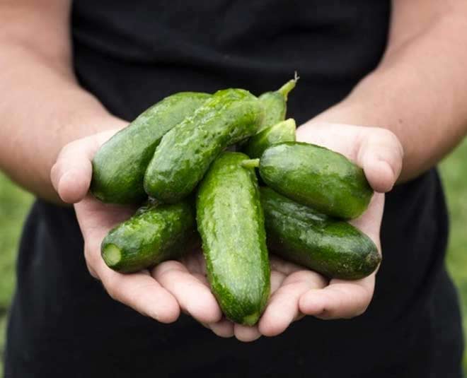 7 Side Effects of Cucumber 7 side effects of cucumber HerZindagi