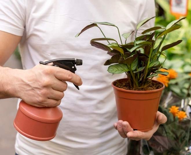 sprey in indoor plants