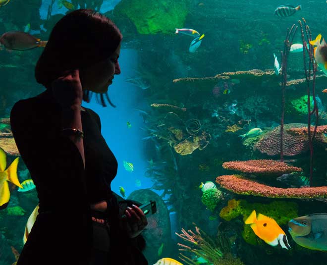 stress relief aquarium