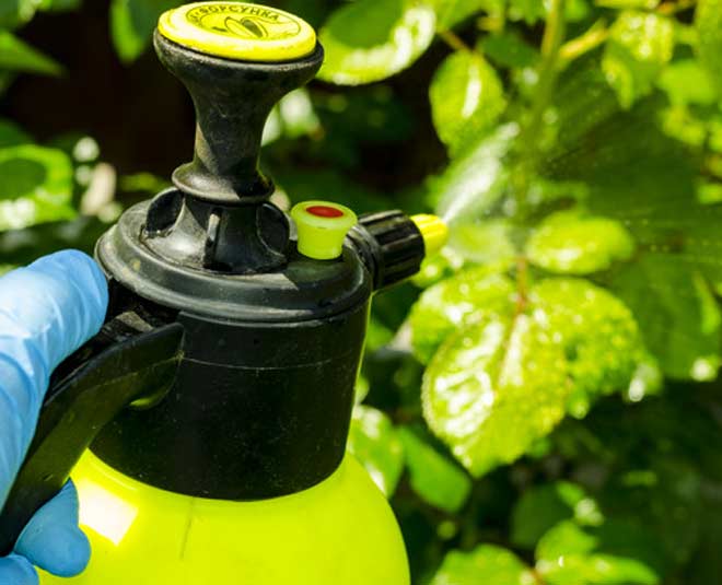 tips to get rid of slugs from garden