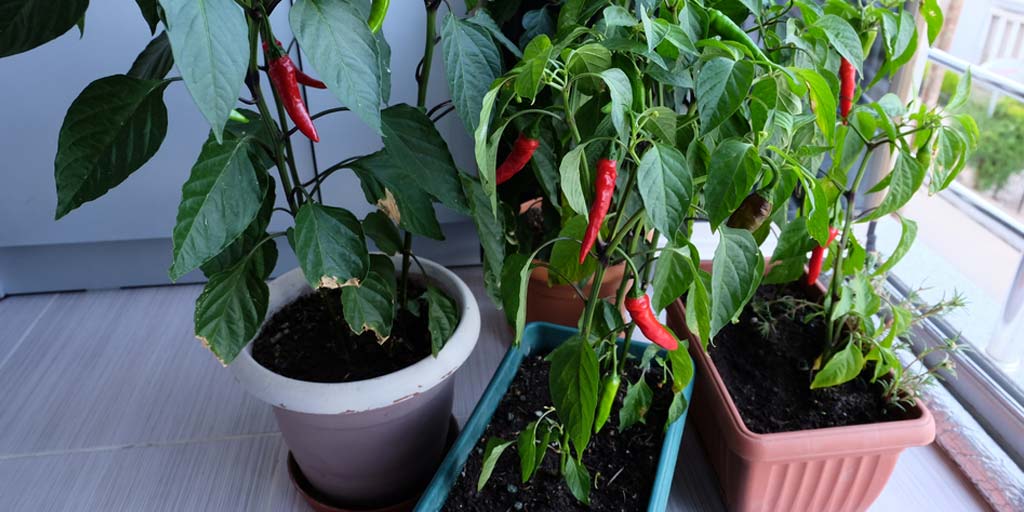 How to Grow Green Chillies in Pots At Homeघर आप आसानी से उगा सकती हैं