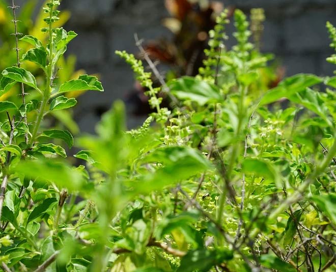 tulsi jalandhar katha