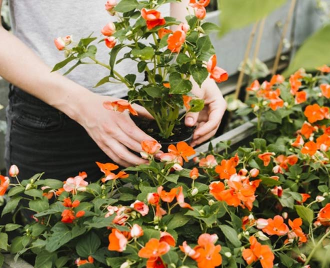 पेड़-पौधों के लिए फायदेमंद uses of aspirin tablets for plants