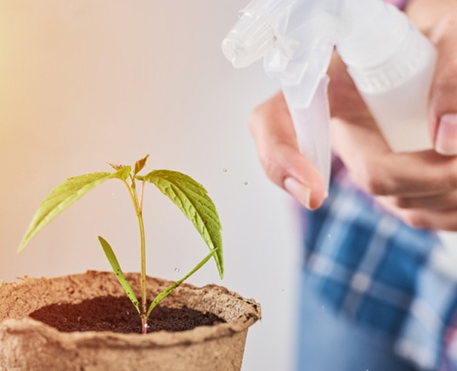 vinegar spray for ants