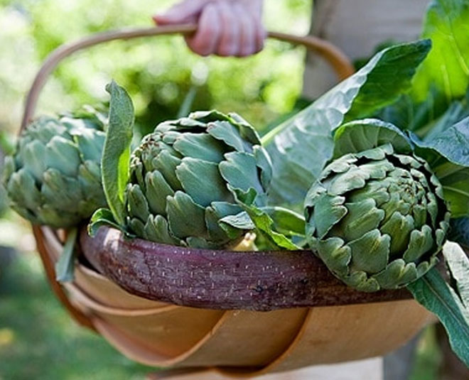 How to Grow Artichokes in Pots In Hindi how to grow artichokes in
