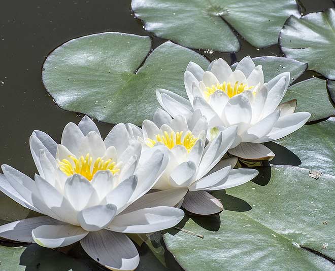 know-about-the-amazing-beauty-benefits-of-white-water-lily-herzindagi