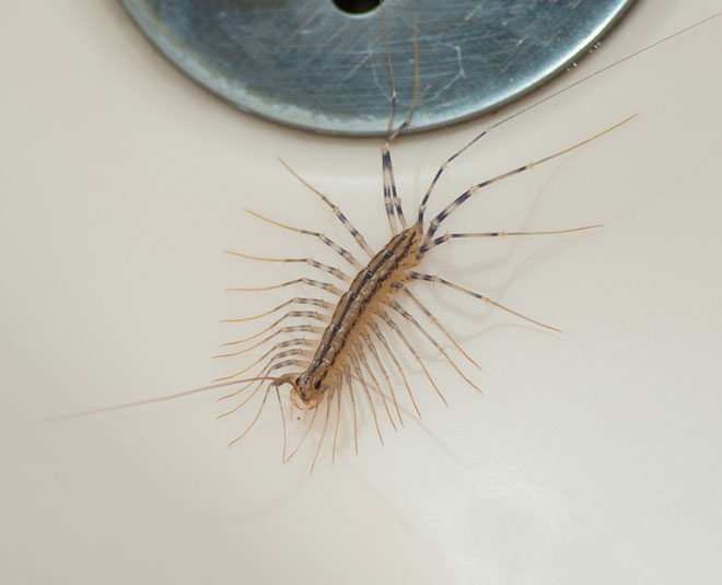 Natural Remedies to Get Rid of Centipedes