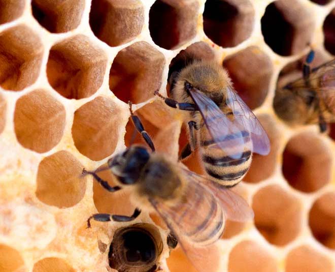 मधुमक्खी के छत्ते का निरीक्षण bee hive inspection