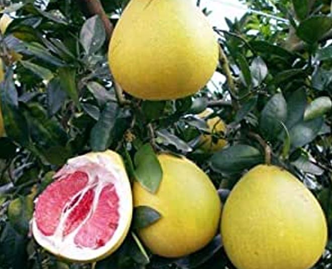 5 Lesser Known Fruits Of India That Might Surprise You HerZindagi