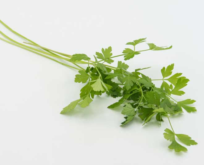 choose good fresh coriander
