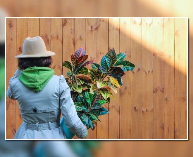 croton plant care tips