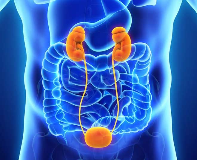 erythropoietin production
