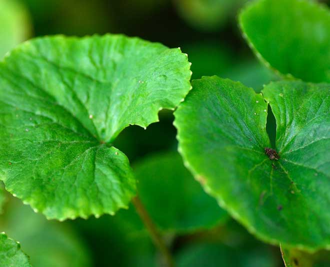 gotu kola health benefits inside 