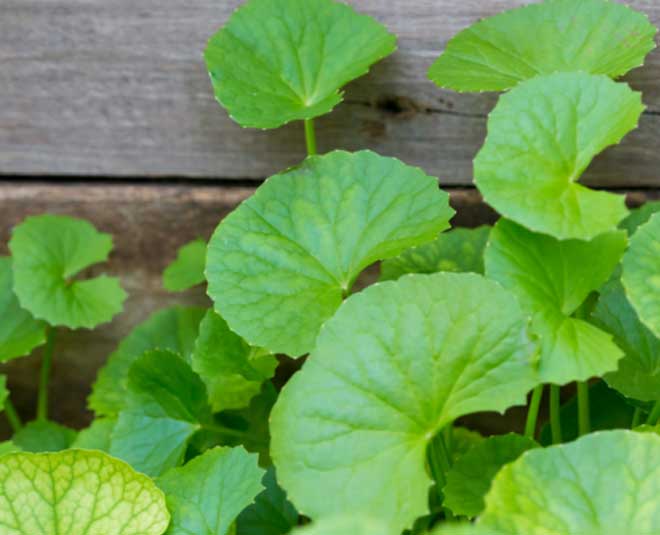 gotu kola health benefits inside 