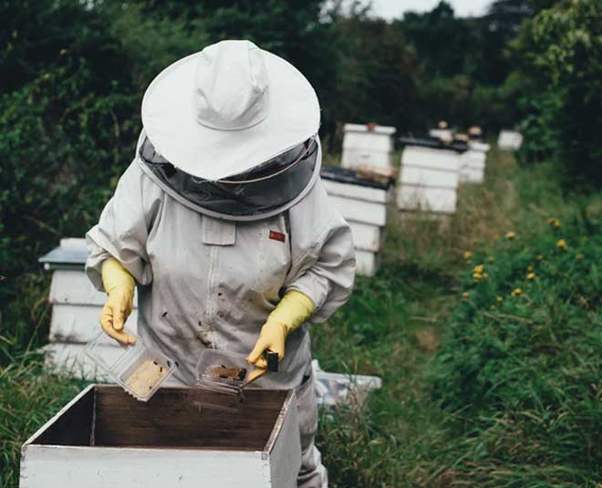 मधुमक्खी पालक की मदद लें honey bee protection