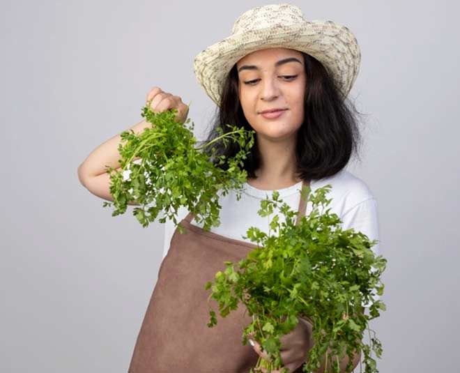 how to buy dhaniya patti