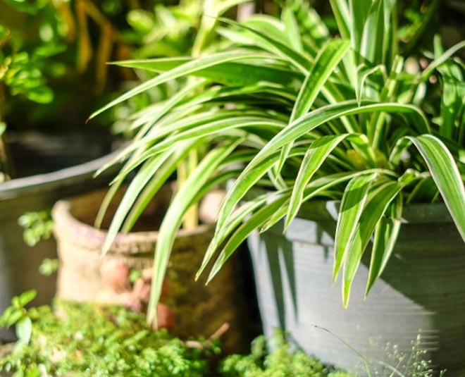 how to care spider plant