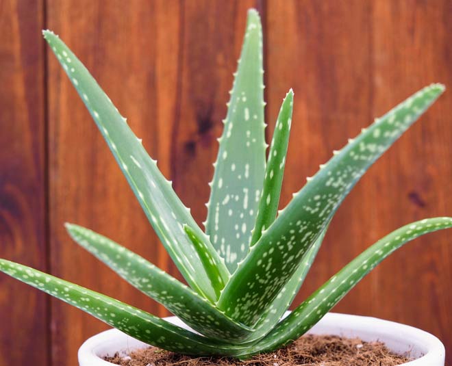 Tips To Get Rid Of Insects From Aloe Vera Plant | tips to get rid of  insects from aloe vera plant | HerZindagi