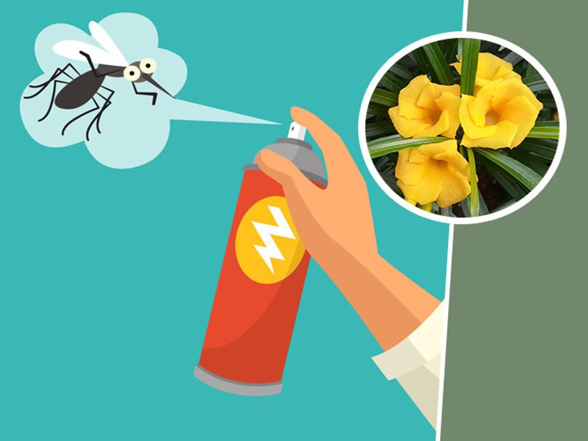 Kaner Flower Insect Control Spray In Hindi | kaner flower insect control  spray | HerZindagi