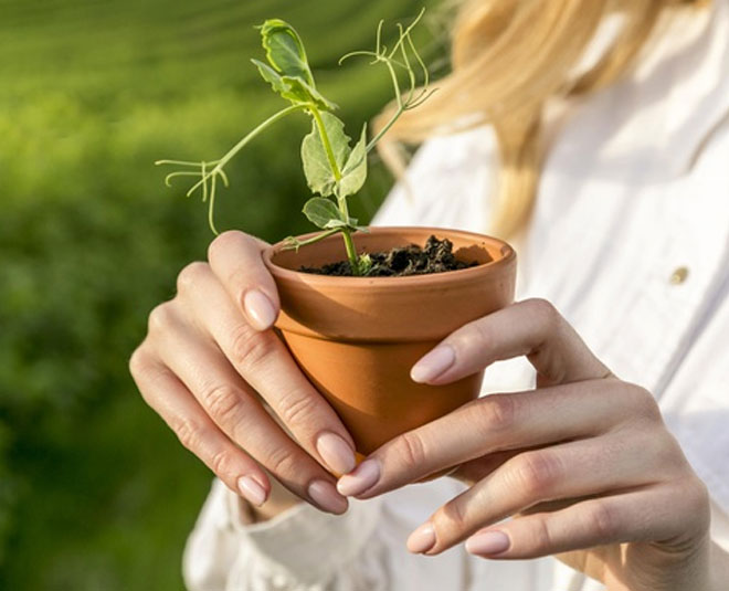 inside tips to grow plant