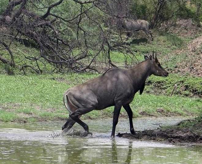 inside  history of Abohar Punjab