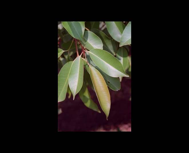 jamun leaves www.worldcreativities.com