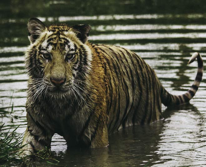 jim corbett national park