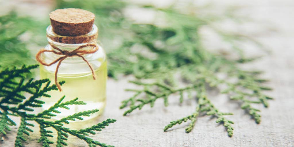 Juniper Oil Health Benefits In Hindi juniper oil health benefits