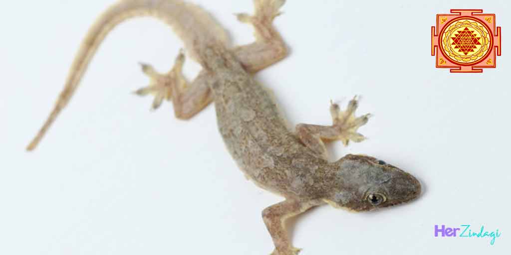 Lizards At Home Good Or Bad According To Vastu In Hindi Vastu Tips