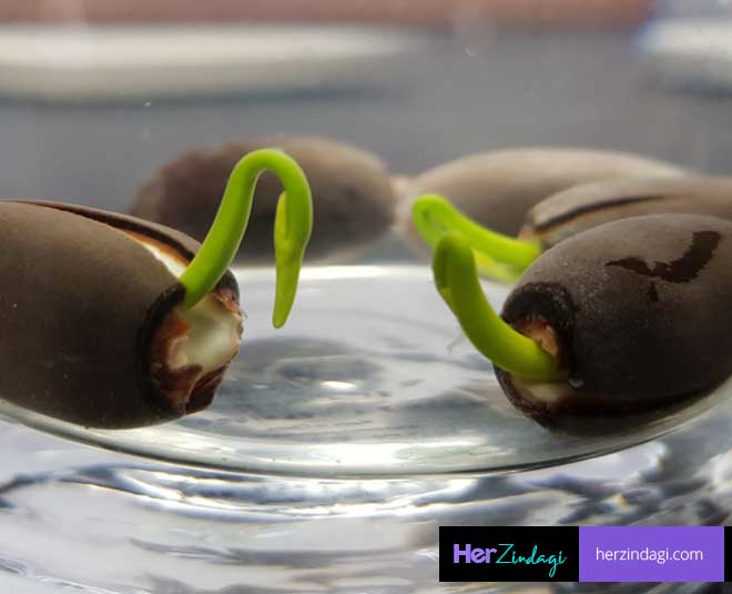 how-to-grow-lotus-from-seed-in-a-glass-how-to-grow-lotus-from-seed-in