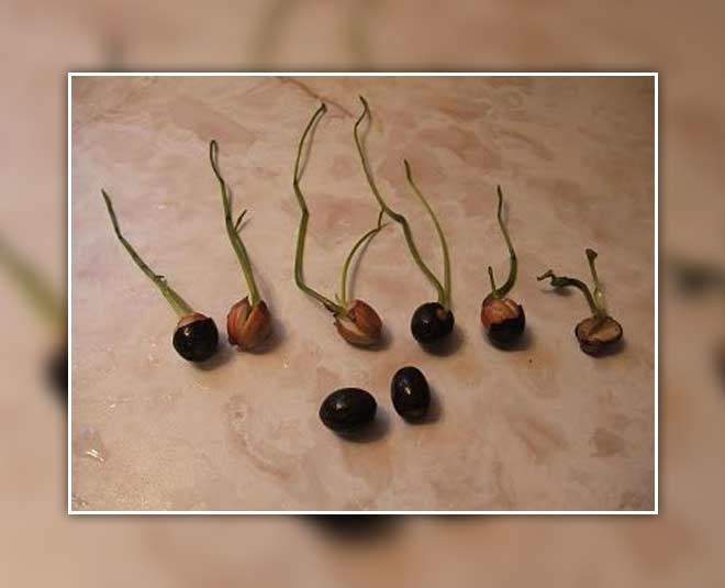 lotus seeds germinations