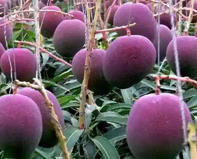 World's Costliest Ruby Mango Grown In India Too: Name ...