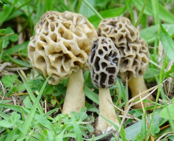 most expensive mushroom in the world 